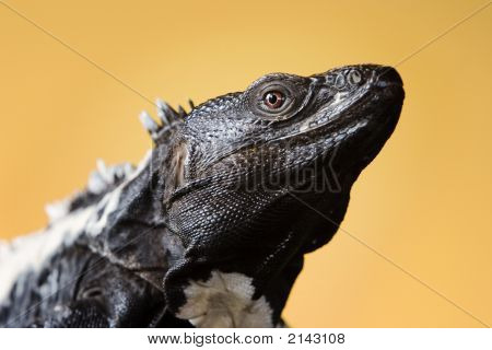 Iguana coda spinosa