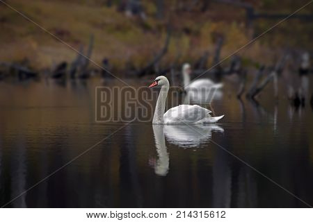 Graceful White Swans Swim In The Lake