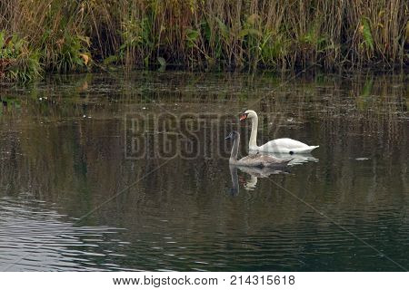 Graceful Swans Swim In The Lake