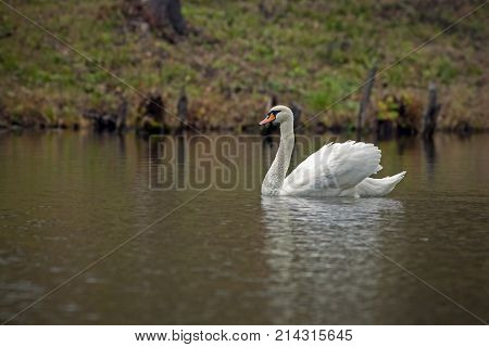 Graceful White Swan Swimming In The Lake