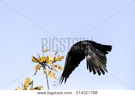 Wild raven in park - Bedfont Lakes Country Park, London