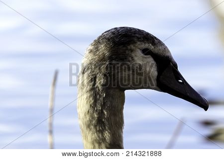Young Swan - portrait - Bedfont Lakes Country Park, London
