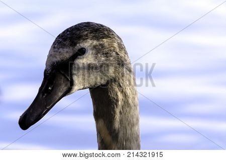 Young Swan - portrait - Bedfont Lakes Country Park, London