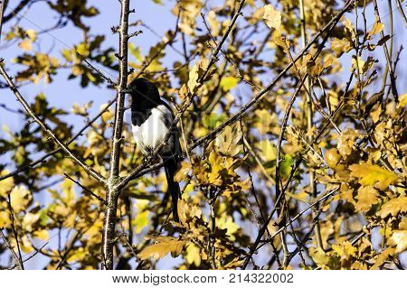 Wild magpie in the park - Bedfont Lakes Country Park, London