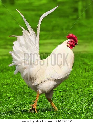Gallo blanco sobre la verde hierba