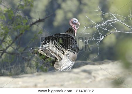 Wild Turkey