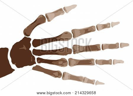 The bones of the hand isolated on a white background