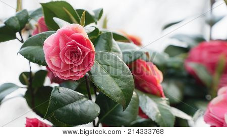 Blooming flower of Camellia perfectly represents the spring and summer seasons.