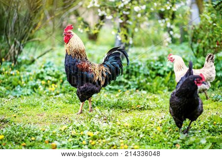Colored Healthy Cockerel Walking On Green Grass. Concept Bird Fa