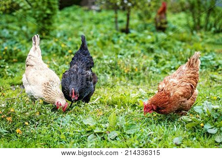 Three Chicken Walk On The Lawn. Concept Bird Farm.
