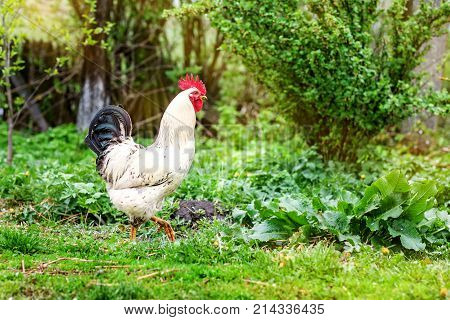 Healthy White Rooster Walking On Green Grass. Concept Bird Farm.