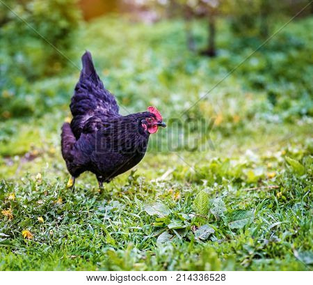 Black Chicken Walking On The Lawn. Concept Bird Farm.