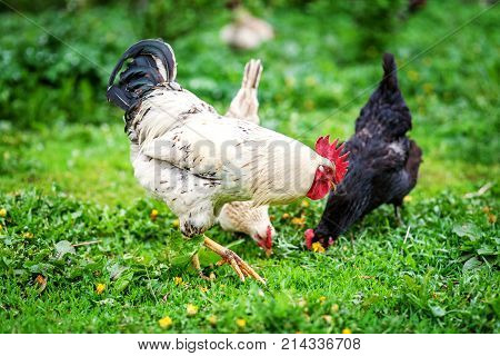 White Cock And Hens Walking On The Grass. The Concept Is A Poult