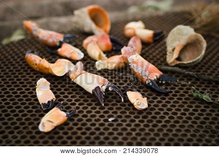 Summer day. Still life. In the frame the crab claws and sea shells are rapans. Horizontal frame. Photo taken in Ukraine