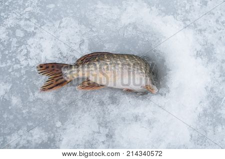 Winter Ice Fishing. Pike Fish In Ice Hole On Snow.
