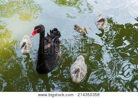 mallard and the ducklings swimming on lake