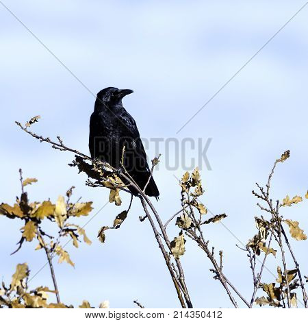 Wild raven in park - Bedfont Lakes Country Park, London