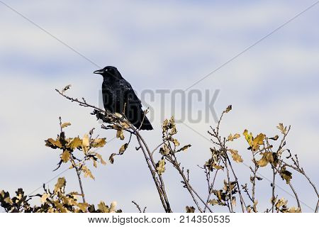 Wild raven in park - Bedfont Lakes Country Park, London