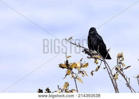 Wild raven in park - Bedfont Lakes Country Park, London