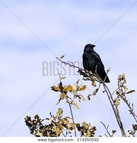 Wild raven in park - Bedfont Lakes Country Park, London