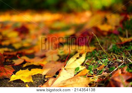 Colorful Autumn Leaves