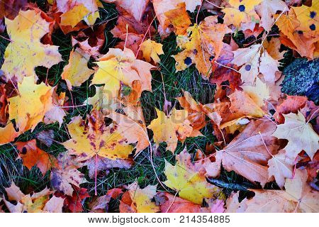 Colorful Autumn Leaves
