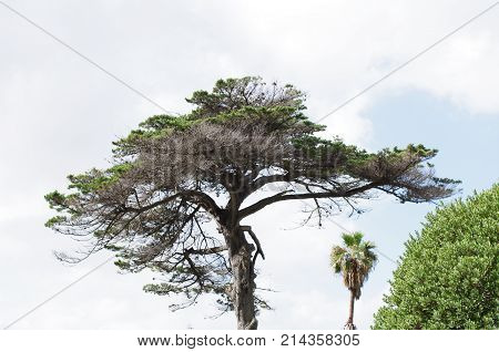 Tree and branches silhouetted against blue sky