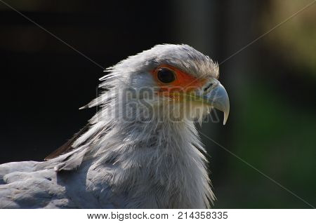 Secretary bird known to be snake killer