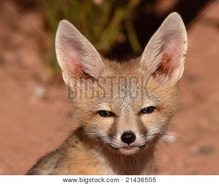 Kit Fox pentu aavistus ilme