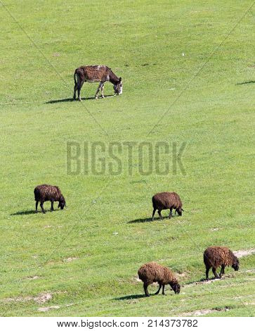 sheep in the pasture on the nature .