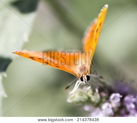 beautiful butterfly in nature . In the park in nature