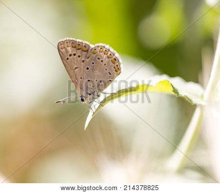 beautiful butterfly in nature . In the park in nature
