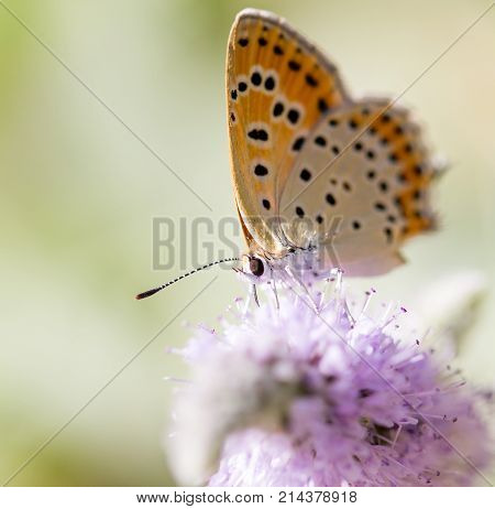 beautiful butterfly in nature . In the park in nature