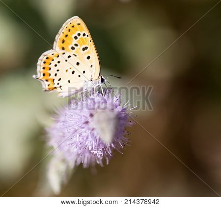beautiful butterfly in nature . In the park in nature