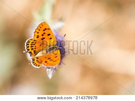 beautiful butterfly in nature . In the park in nature
