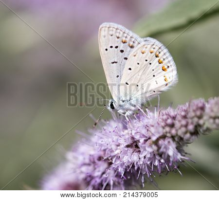 beautiful butterfly in nature . In the park in nature