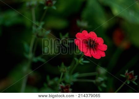 Potentilla nepalensis- pink flower on green background