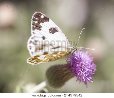 beautiful butterfly in nature . In the park in nature