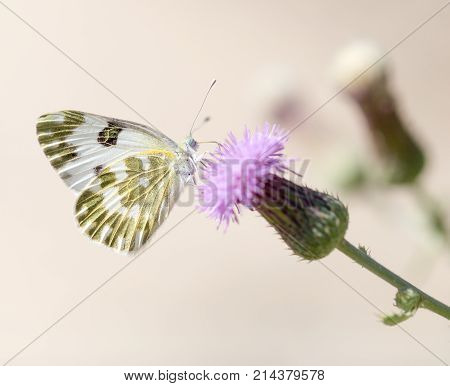 beautiful butterfly in nature . In the park in nature