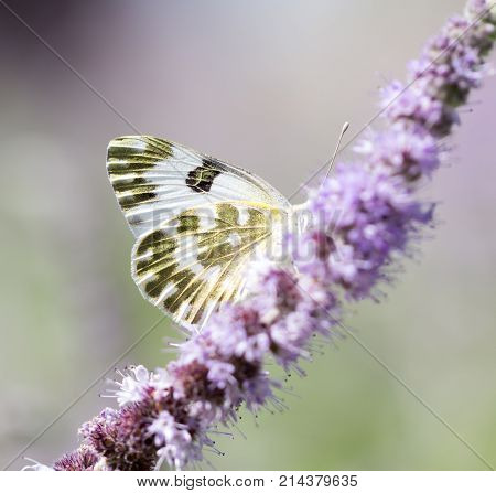 beautiful butterfly in nature . In the park in nature