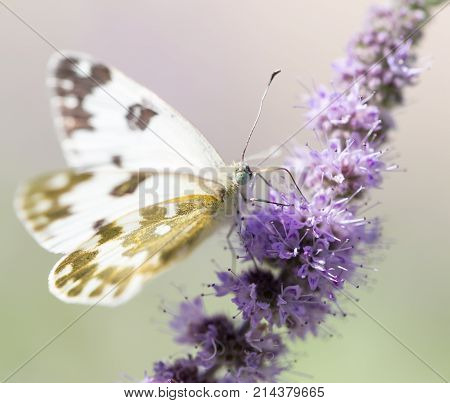 beautiful butterfly in nature . In the park in nature