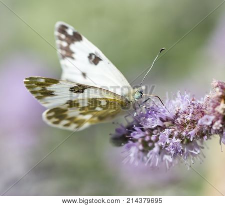 beautiful butterfly in nature . In the park in nature