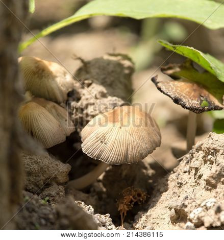 toadstool mushroom in nature . In the park in nature