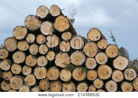 Felled Trees Lined Up And Stacked