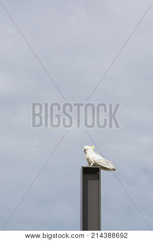 Sulphur-Crested Cockatoo (Cacatua Galerita) perched on top of a metal post.