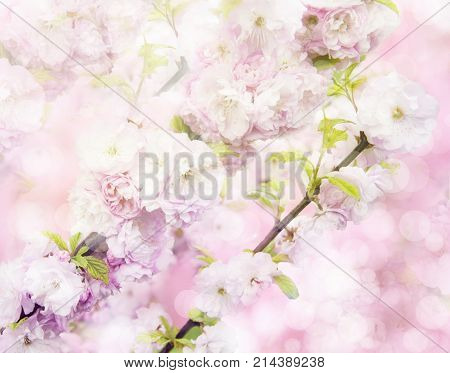 high resoltuion cherry blosoom on soft purple bokeh background. Sakura blossom with bokeh effect