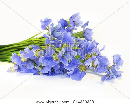 Studio shot of iris flowers isolated on white background