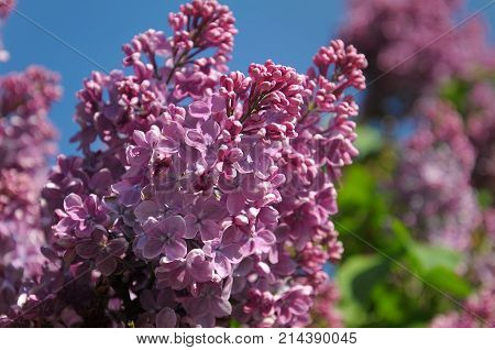 closeup Spring branch or tree of blossoming lilac, colorful purple lilac