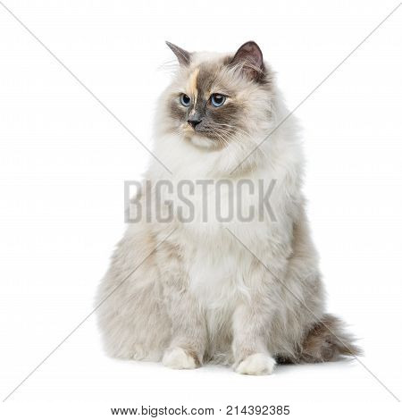beautiful long fur birma cat isolated on white. studio shot. copy space.