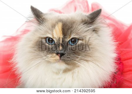 beautiful long fur birma cat wearing pink coral dress isolated on white. studio shot. copy space.